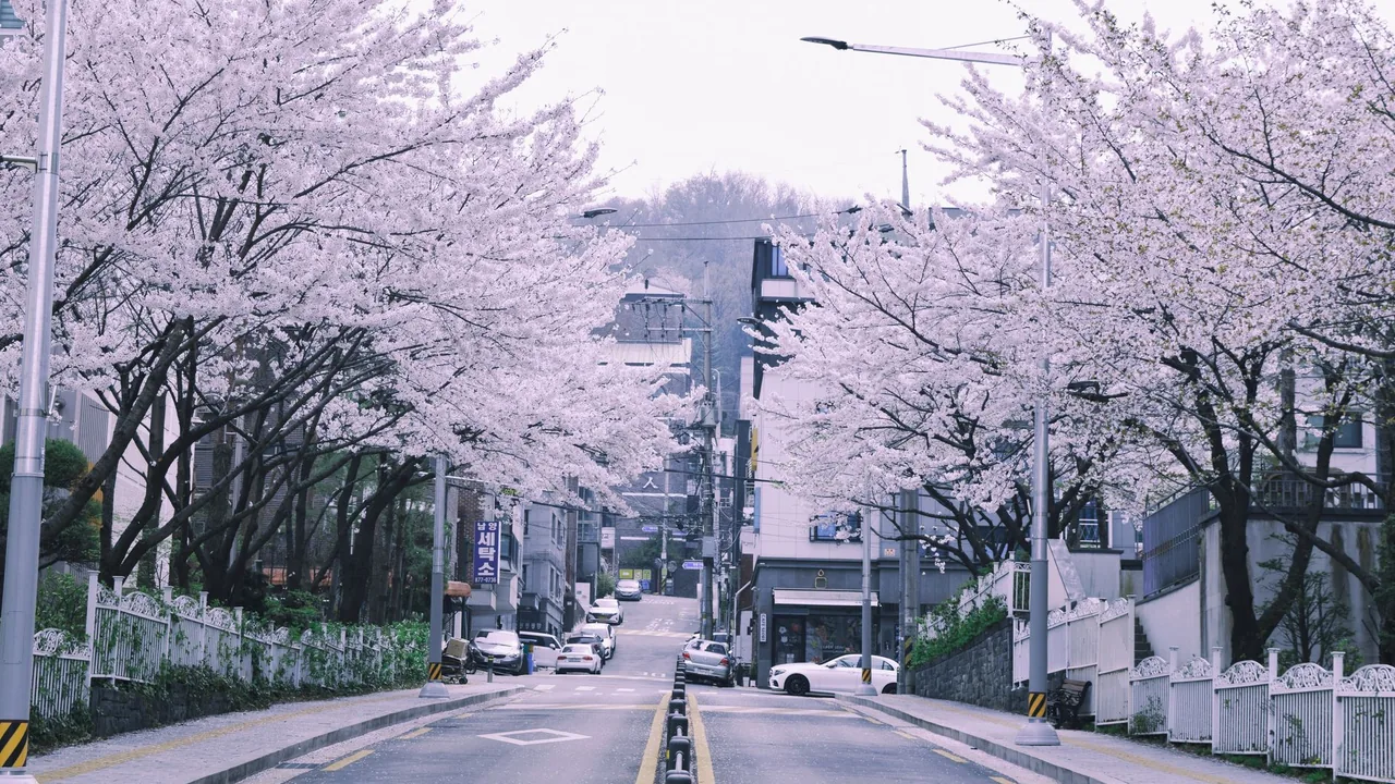 Ulsan Cherry Blossom 2026: Best Spots and Exact Timing — Cherry blossom season in Korea